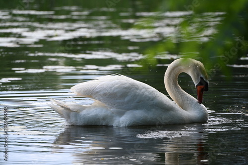 Swan