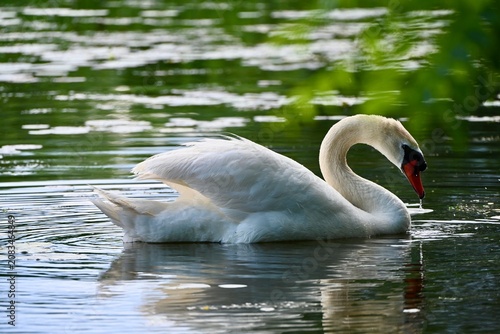Swan