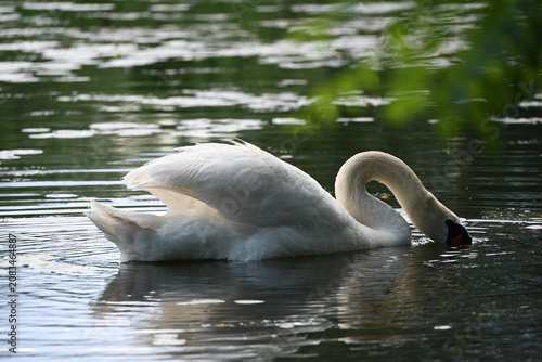 Swan