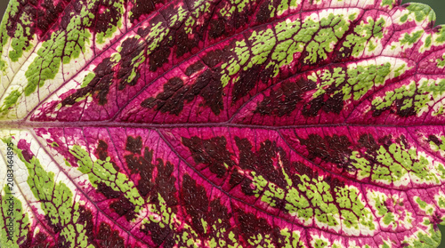 Hyper Realistic Coleus Leaf Seamless Texture