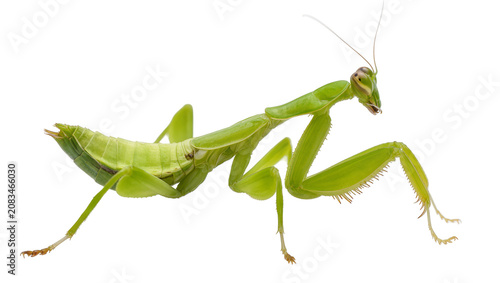 Bild auf Leinwand Green praying mantis insect with long legs and antennae