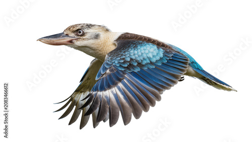 Fotografie Blue winged Kookaburra bird in flight with wings spread