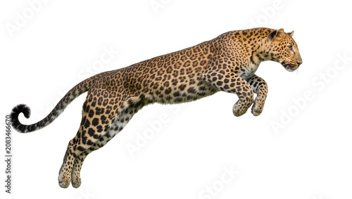 Fotografie Leopard mid-air jump with spotted fur and curled tail