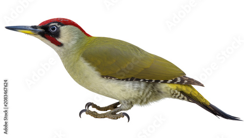 Photos Green woodpecker with red cap and black eye stripe