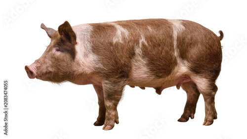 Canvastavla Brown and white spotted pig standing profile view