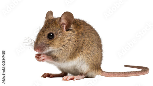 Tableau sur toile Small brown mouse with white belly sitting and holding paws