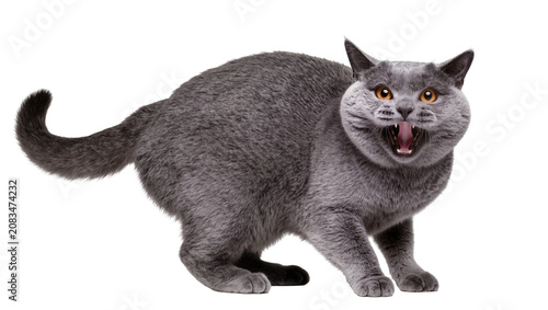Photography British Shorthair cat hissing with mouth open and tongue out