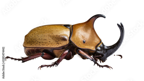 Φωτογραφία Rhinoceros beetle with large horns and spotted elytra
