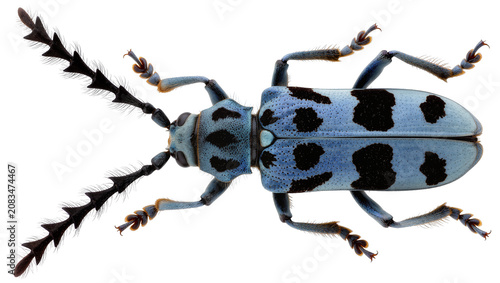 Foto Blue spotted longhorn beetle with spiky antennae