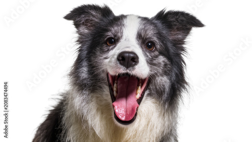 Foto Border Collie dog panting with open mouth and pink tongue