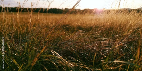 Sunlit golden tall grass field with trees in the distance