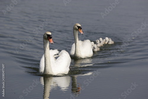 Картината върху платно Mute swans with cygnets