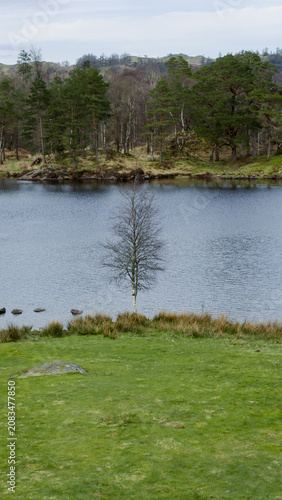 Tarn Hows lake in the Lake District, UK. The lake is surrounded by wooded slopes. Tree in the water