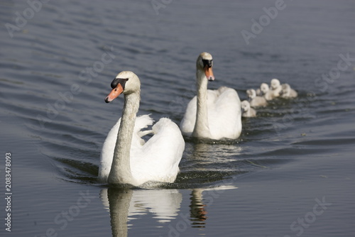 Obraz na plátně Mute swans with cygnets