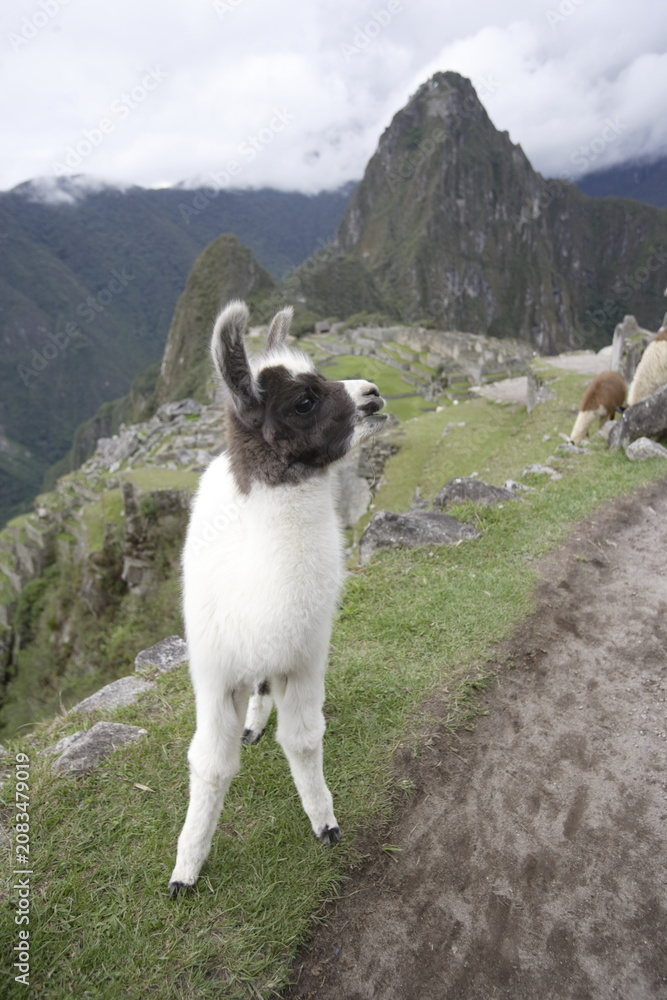 Fototapeta premium Young Llama at Machu Picchu