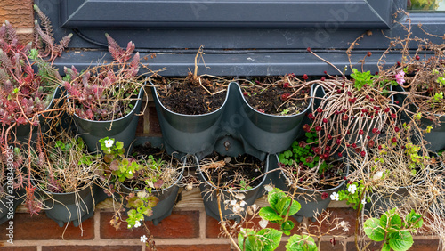 Quadro em tela Hanging plant pots on a brick wall beneath the window