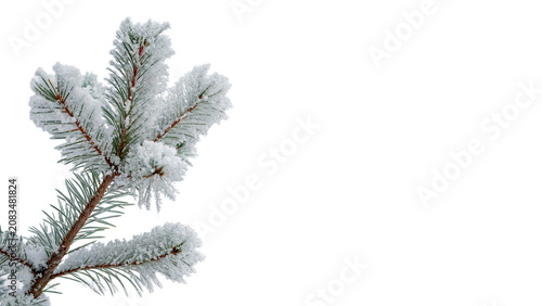 Φωτογραφία Branch of fresh white cotton plant boll botanical element isolated on a transpar