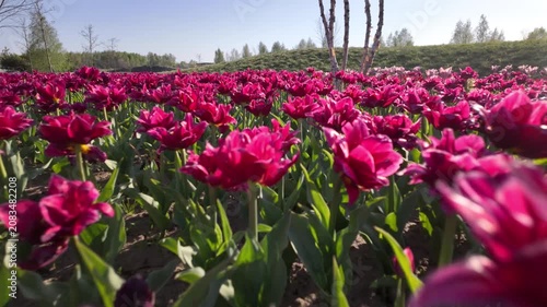 Vibrant Pink Tulips Field In Sunny Spring Park