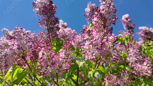 Lilac Bush With Pink Flowers Under Clear Blue Sky
