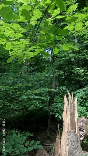 green leaves on a tree. green forest in the morning. summer forest landscape. walk in a fresh forest on a summer day. green leaves of trees against the sky in the forest. Ukrainian landscape 4K
