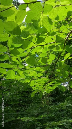 green leaves on a tree. green forest in the morning. summer forest landscape. walk in a fresh forest on a summer day. green leaves of trees against the sky in the forest. Ukrainian landscape 4K