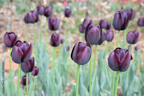 Obraz na plátne Tulipes noires au printemps