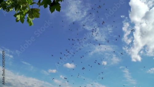 Mückenschwarm mit kleinen Mücken im Sommer - Blauer Himmel
