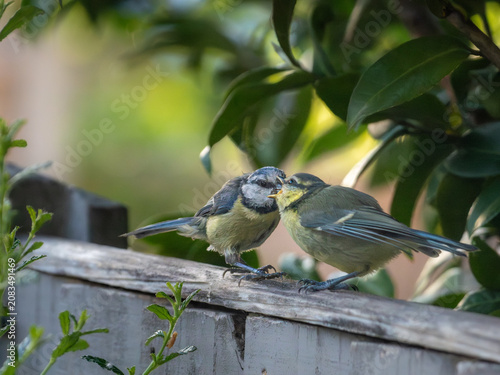 Εκτύπωση καμβά Blue tit (Cyanistes caeruleus) adult feeding fledgling on garden fence, London, England