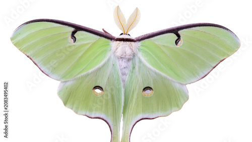 Obraz na plátně Pale green Luna moth with large wings and feathery antennae