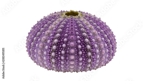 Quadro su tela Purple sea urchin shell with textured spines and tubercles