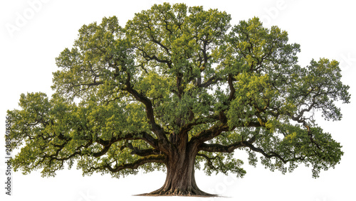 Canvas-taulu Massive ancient oak tree with sprawling branches and green leaves