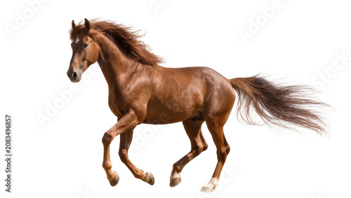 Photos Brown horse with flowing mane and tail galloping