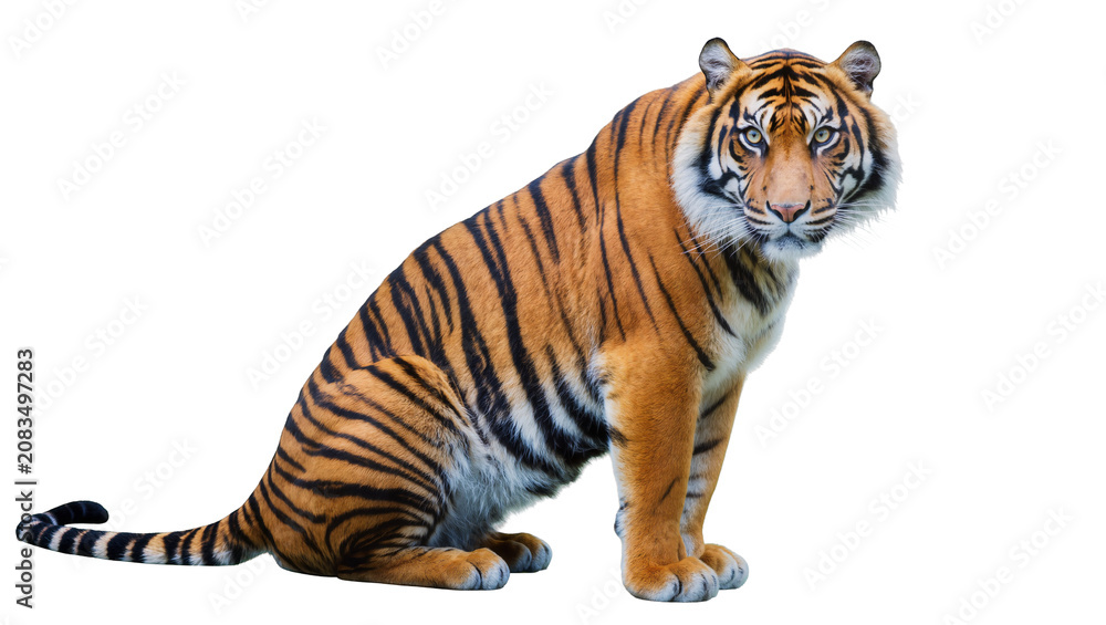 Obraz premium Bengal tiger sitting with orange and black stripes