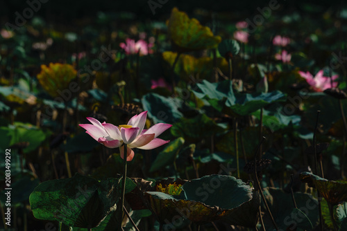 pink lotus