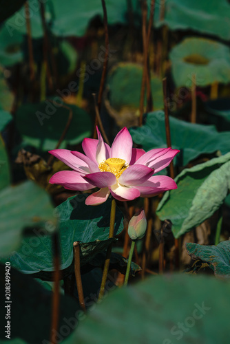 pink lotus