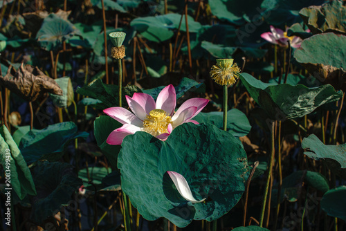 pink lotus