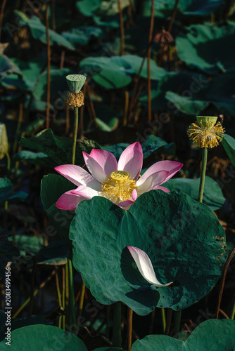 pink lotus