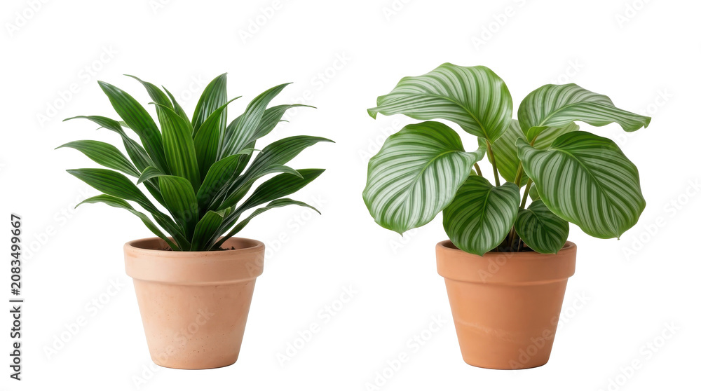 Fototapeta premium Pair of two lush tropical houseplants in rustic terracotta pots set on transparent background for home interior decoration and gardening design projects.