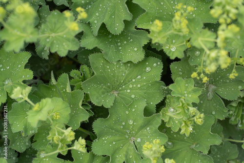 Fotografía Lady mantle plant Alchemilla mollis green leaves covered with fresh morning dew