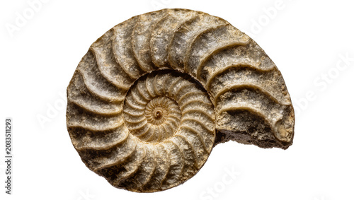 Foto Ammonite fossil spiral shell, ancient marine invertebrate remains