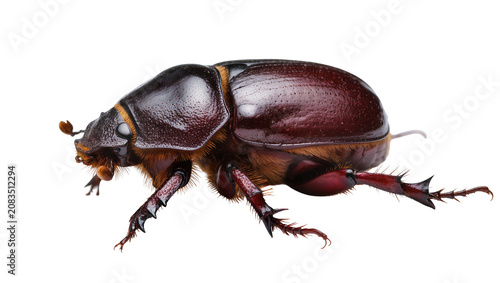 Εκτύπωση καμβά Brown rhinoceros beetle with spiky legs and antennae