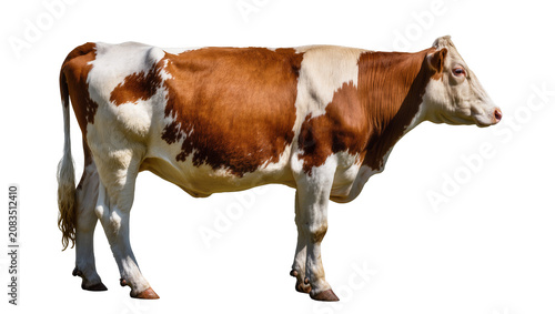 Photos Brown and white cow standing profile view