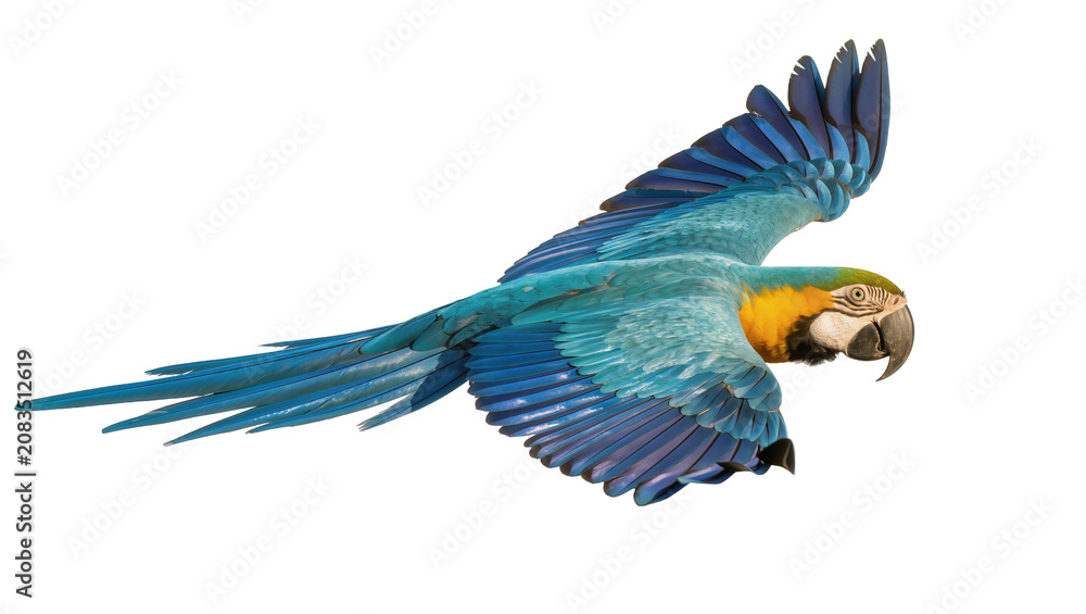 Obraz premium Blue and yellow macaw parrot flying with wings spread