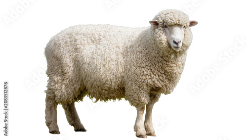 Slika na platnu Woolly sheep standing profile view