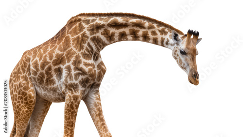 Schilderij op canvas Giraffe with distinctive patterned coat and long neck