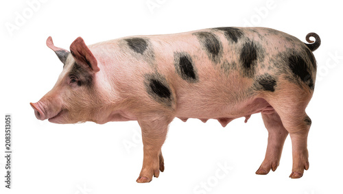 Canvastavla Pink pig with black spots side view, white