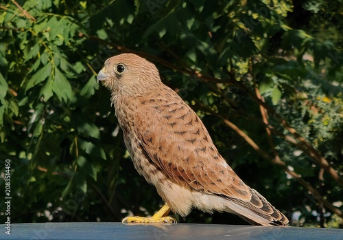 Little Urban Brown Falcon Perched Among Tree Branches.