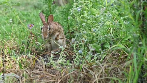 Wild bunny rabbit cottontail eating in the wildflowers. 