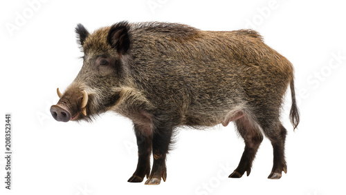 Foto Wild boar with tusks and coarse fur standing
