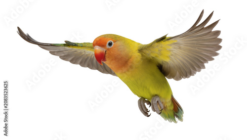 Photography Fischer s lovebird in flight yellow and green plumage, red beak